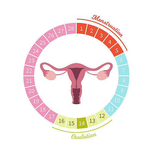 Monatlicher Zyklus von Ovulation und Menstruation