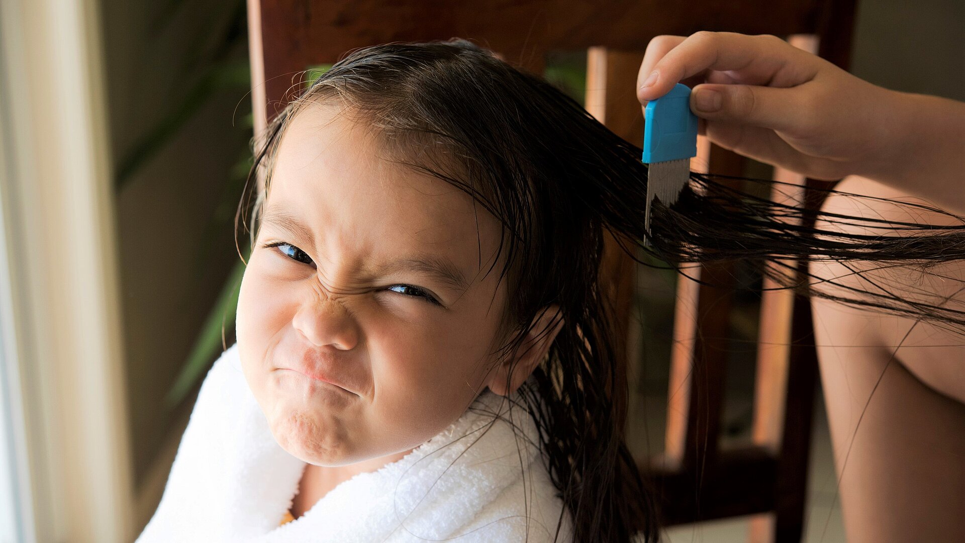 Jungem Mädchen werden die Haare mit einem Läusekamm gekämmt