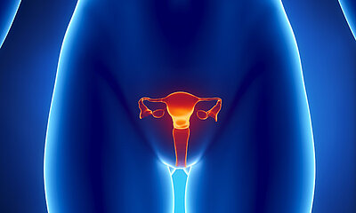 Position des Uterus im weiblichen Körper