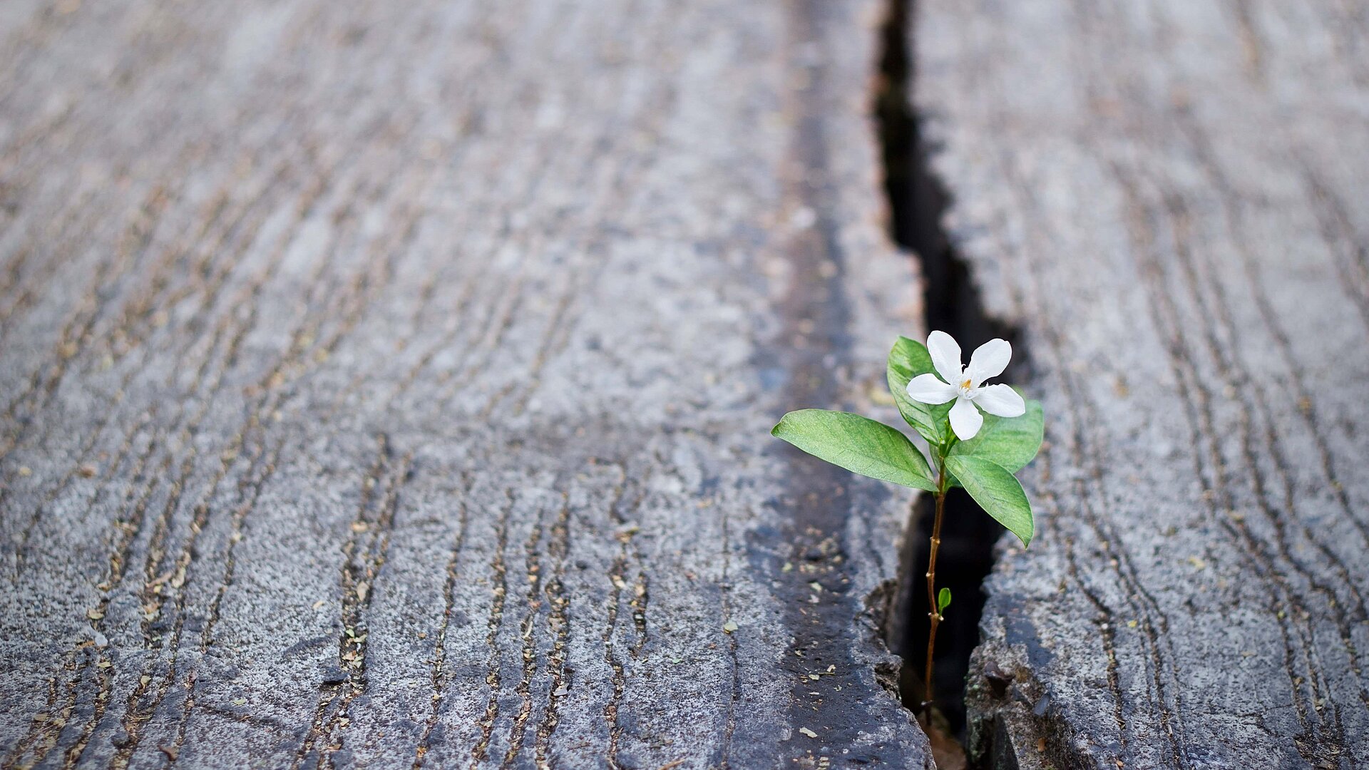 Kleine Blume wächst aus einem Spalt zwischen Holz