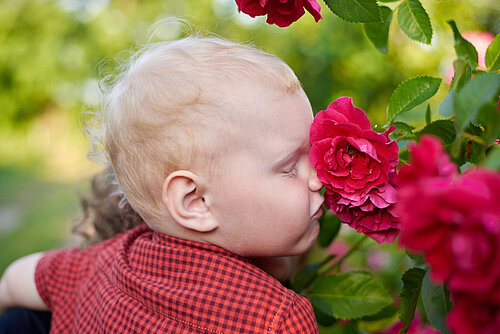 Kleines Kind riecht an einem Rosenbusch